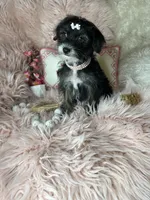 Peppy, a female Yorkipoo for sale in Godwin, NC – 3 of 8