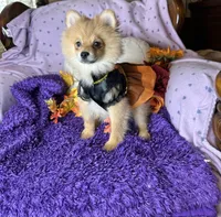 Peppy , a female Pomeranian for sale in Godwin, NC – 7 of 7