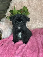 Brittany , a female Yorkipoo for sale in Godwin, NC – 2 of 6