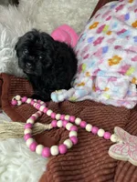 Minnie, a female Peekapoo for sale in Godwin, NC – 6 of 7