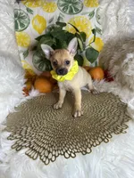 Celeste , a female Pomchi for sale in Godwin, NC – 5 of 7