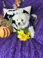 Harmony, a female Maltese for sale in Godwin, NC – 6 of 7