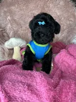Brittany , a female Yorkipoo for sale in Godwin, NC – 1 of 6