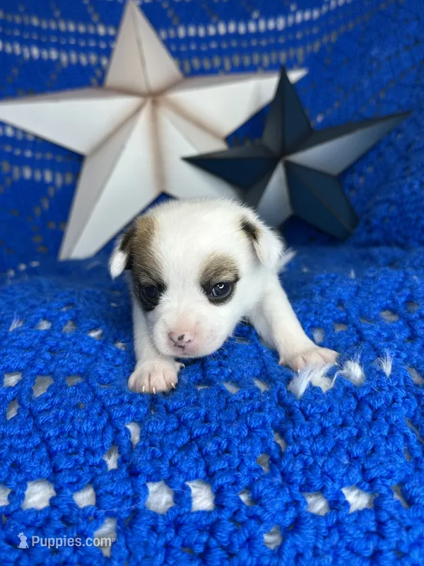 Cosmo , a male Pomchi for sale in Godwin, NC – 1 of 6