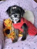 Peppy, a female Yorkipoo for sale in Godwin, NC – 2 of 7