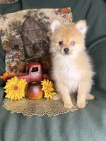 Poptart, a male Pomeranian for sale in Godwin, NC – 2 of 6