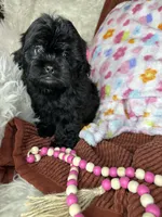 Minnie, a female Peekapoo for sale in Godwin, NC – 2 of 7