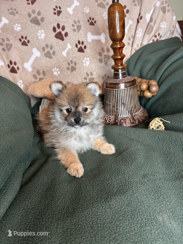 Peter Piper – Pomeranian puppy for sale in Godwin, NC