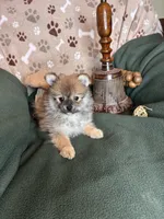 Peter Piper, a male Pomeranian for sale in Godwin, NC – 1 of 5