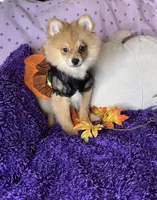 Peppy , a female Pomeranian for sale in Godwin, NC – 5 of 7