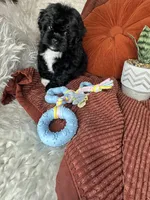 Mickey , a male Peekapoo for sale in Godwin, NC – 3 of 6
