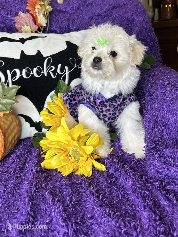Holly – Maltese puppy for sale in Godwin, NC