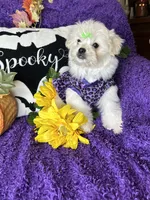 Holly, a female Maltese for sale in Godwin, NC – 1 of 5