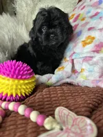 Minnie, a female Peekapoo for sale in Godwin, NC – 4 of 7