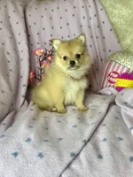 Penny, a female Pomeranian for sale in Godwin, NC – 2 of 5