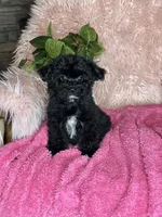 Brittany , a female Yorkipoo for sale in Godwin, NC – 6 of 6