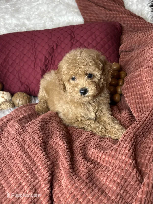 Frito – Poodle - Toy  puppy for sale in Godwin, NC