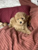 Frito, a male Poodle - Toy  for sale in Godwin, NC – 1 of 6
