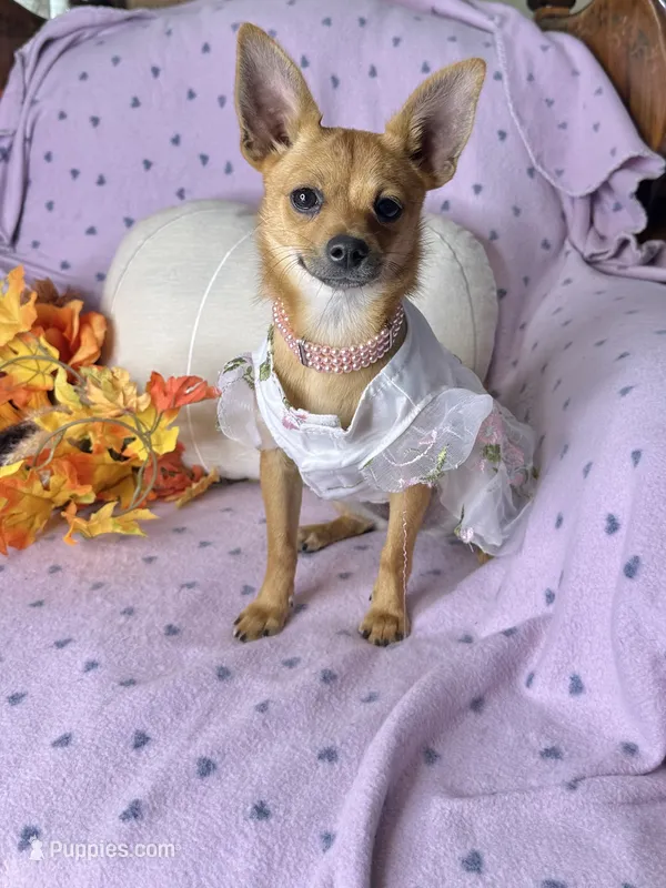 Cici  – Pomchi puppy for sale in Godwin, NC
