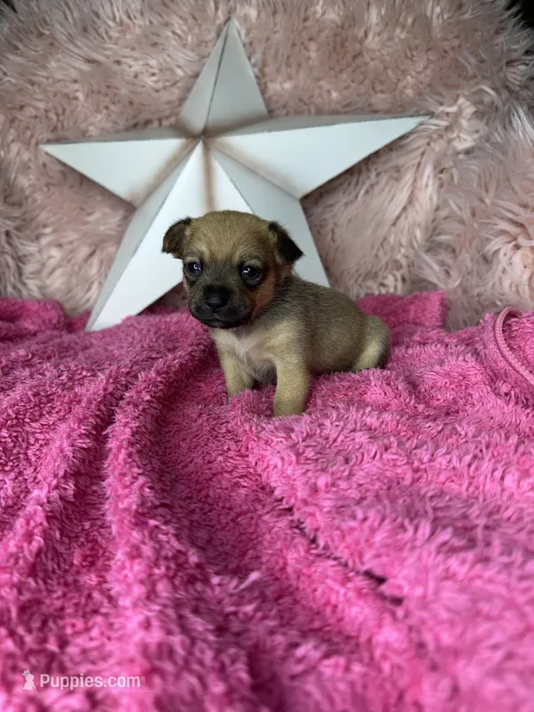 Celeste – Pomchi puppy for sale in Godwin, NC