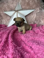 Celeste, a female Pomchi for sale in Godwin, NC – 1 of 3