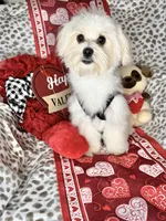 Lucky , a male Maltese for sale in Godwin, NC – Photo 1 of 6