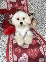 Lucky , a male Maltese for sale in Godwin, NC – Photo 5 of 6