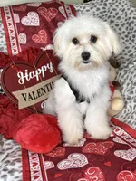 Lucky , a male Maltese for sale in Godwin, NC – Photo 3 of 6