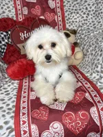Lucky , a male Maltese for sale in Godwin, NC – Photo 6 of 6