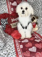 Lucky , a male Maltese for sale in Godwin, NC – Photo 2 of 6