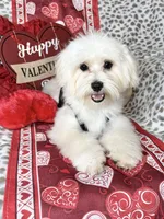 Lucky , a male Maltese for sale in Godwin, NC – Photo 4 of 6