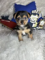Shiloh, a male Chorkie for sale in Godwin, NC – 6 of 6