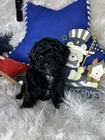 Rocky, a male Poodle - Toy  for sale in Godwin, NC – 1 of 3