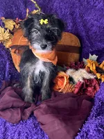 Peppy, a female Yorkipoo for sale in Godwin, NC – 7 of 8