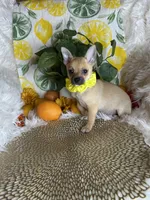 Celeste , a female Pomchi for sale in Godwin, NC – 3 of 7