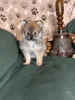 Peter Piper, a male Pomeranian for sale in Godwin, NC – 4 of 5