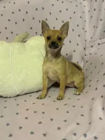 Cici , a female Pomchi for sale in Godwin, NC – 3 of 6