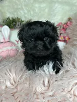Sissy, a female Pekingese and Poodle - Toy  for sale in Godwin, NC – Photo 4 of 4