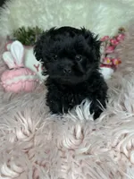 Sissy, a female Pekingese and Poodle - Toy  for sale in Godwin, NC – Photo 2 of 4