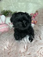 Sissy, a female Pekingese and Poodle - Toy  for sale in Godwin, NC – Photo 3 of 4