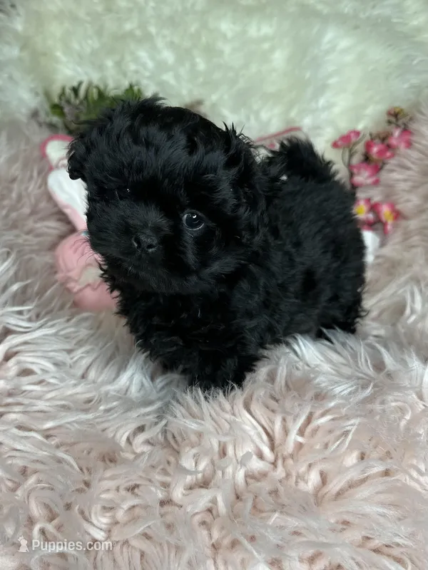 Sissy – Pekingese, Poodle - Toy  puppy on hold in Godwin, NC