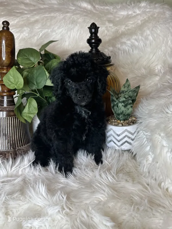 Rocky – Poodle - Toy  puppy for sale in Godwin, NC