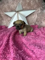 Celeste, a female Pomchi for sale in Godwin, NC – 2 of 3