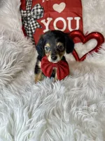 Sir Charles , a male Chiweenie for sale in Godwin, NC – Photo 6 of 6