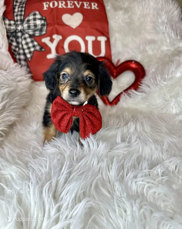 Sir Charles , a male Chiweenie for sale in Godwin, NC – Photo 1 of 6