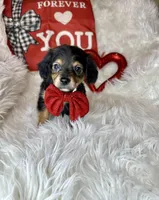 Sir Charles , a male Chiweenie for sale in Godwin, NC – Photo 1 of 6