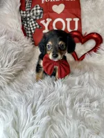 Sir Charles , a male Chiweenie for sale in Godwin, NC – Photo 3 of 6