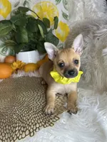 Celeste , a female Pomchi for sale in Godwin, NC – 2 of 7