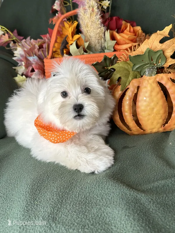 Honeybun – Maltese puppy for sale in Godwin, NC