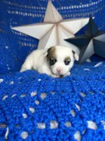 Cosmo , a male Pomchi for sale in Godwin, NC – 5 of 6